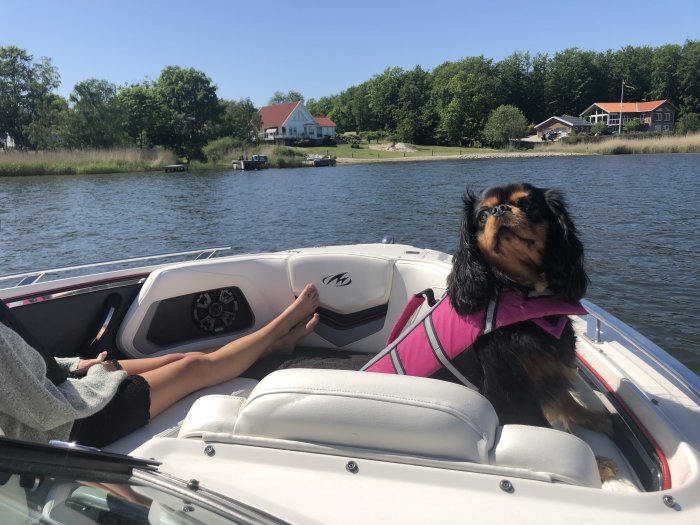 Hund i flytväst sitter i en båt med sjö och sommarstugor i bakgrunden.