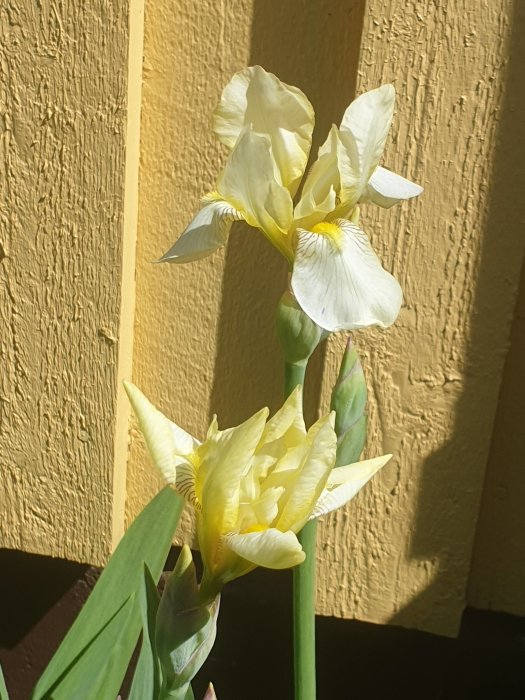 Vit och gul irisblomma mot gul vägg i solljus.