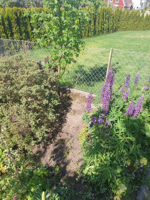 Trädgård med renrensad rabatt, gräs, staket och blommande lupiner.