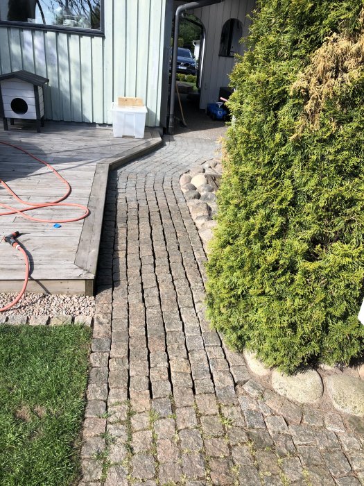 Renstensatt gångväg bredvid en trätrall och en häck med en sopslang och verktyg i bakgrunden.