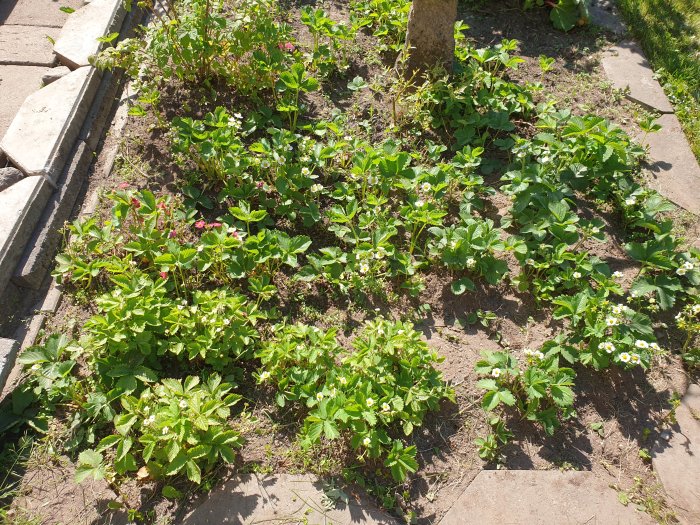 Jordgubbsland med blommande jordgubbsplantor och terracottafärgade stenplattor.