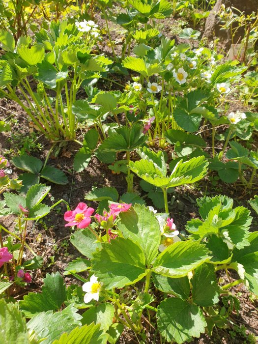 Välskött jordgubbsland med blommande vita och rosa jordgubbsblommor mellan gröna blad.