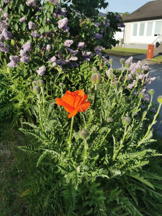 En orange vallmo i full blom framför knoppar och lila syrenbuskar, med hus i bakgrunden.