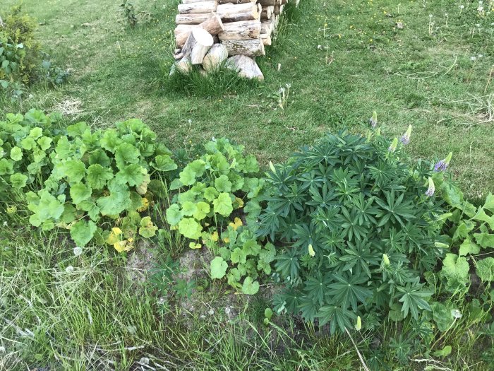 Lupiner och jätte stockrosor växer intill varandra i ett dike med en vedhög i bakgrunden.