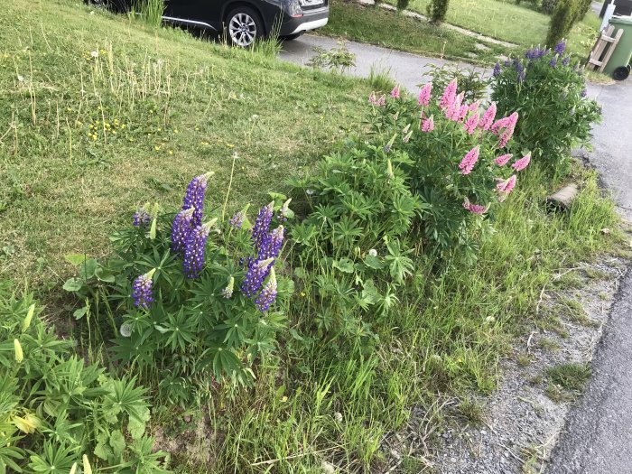 Lupiner och rosa blommande växter i ett dike vid en gräsmatta, intill en väg.