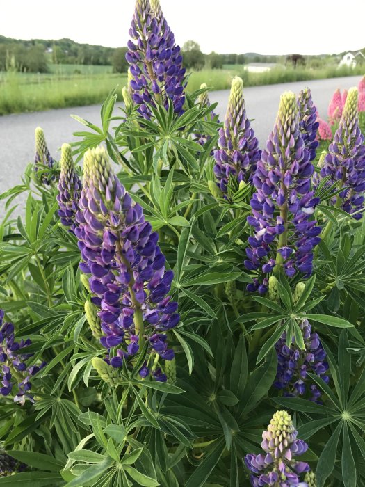Lupiner i olika utvecklingsstadier med lila blomspetsar och gröna blad nära en landsväg.