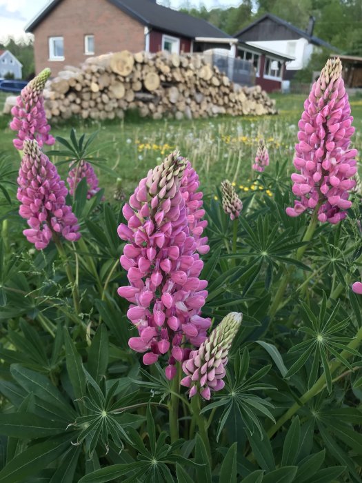 Lupiner i blom förgrunden med stockved i bakgrunden och hus.
