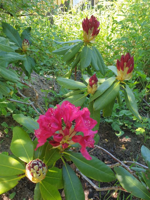 Blommande röd rododendron med knoppar i en trädgård.