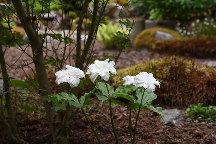 Alt: Trillium grandiflorum 'Flore Pleno', vita dubbla blommor i en trädgårdsmiljö.