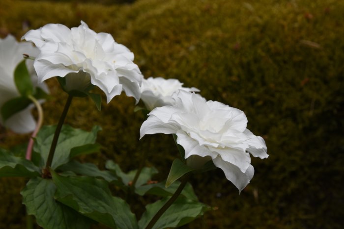 Vita dubbla blommor av Trillium grandiflorum `Flore Pleno´ mot grön mossa.