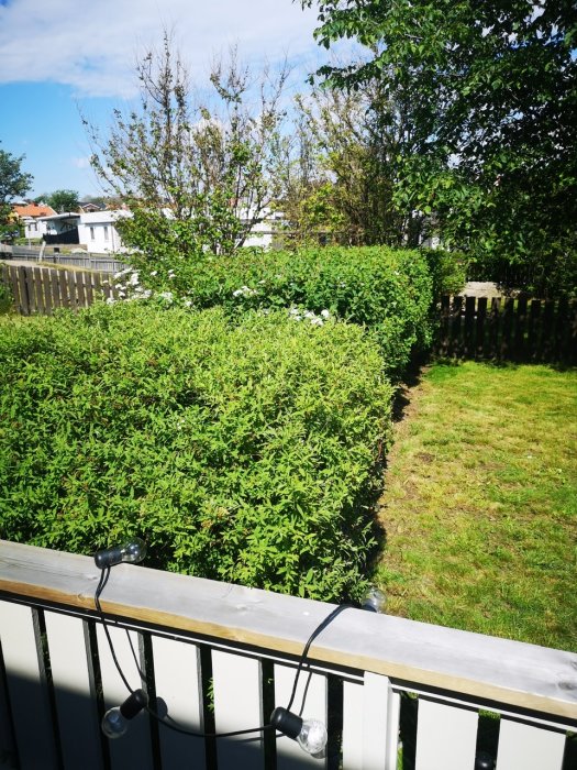 Trädgård med två olika sorters häckväxter och synliga hål mellan dem, sett från en veranda med ljusslinga.