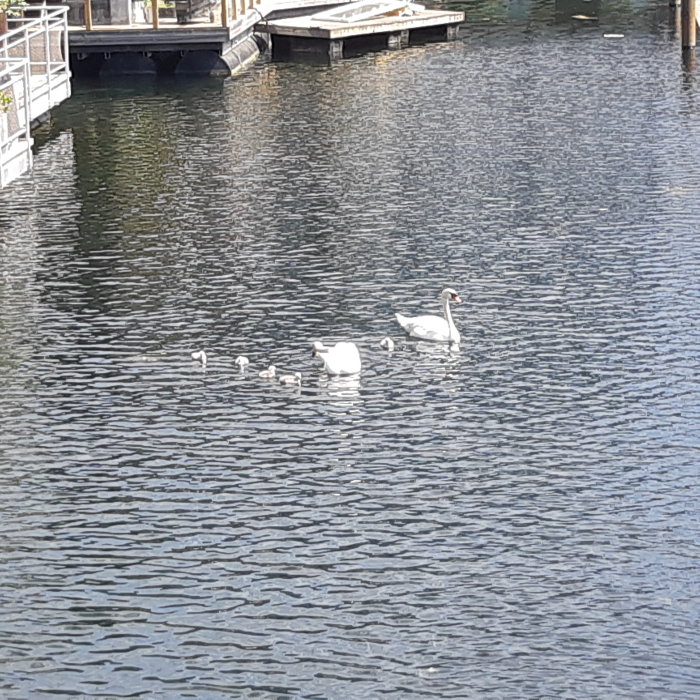 Två vuxna svanar och fem ungar med svarta ben simmar i vattnet vid en brygga.