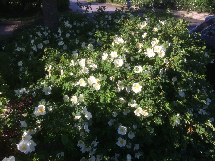 Lummig buske med många vita blommor i solljus, grönt lövverk runtomkring.