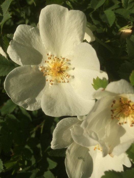 Vit blomma med gul mitt och gröna blad i bakgrunden.