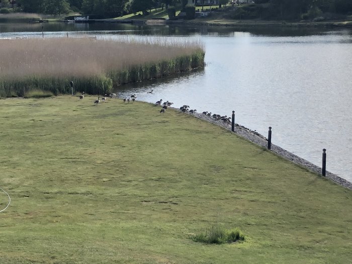Ett gäng gäss längs vattenkanten vid en sjö med gräs och en pir i bakgrunden.