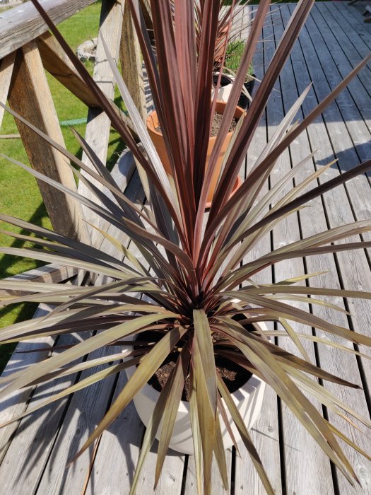 Cordyline australis 'Red Star' med skadade gröna blad i kruka på träaltan.