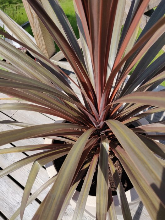 Cordyline australis red i kruka med nedre blad som blir gröna och yttre bladspetsar som ser uttorkade ut.