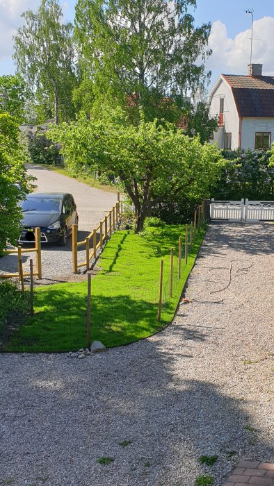 Grönskande trädgård med nysådd gräsmatta och staket under utveckling nära hus och grusväg.