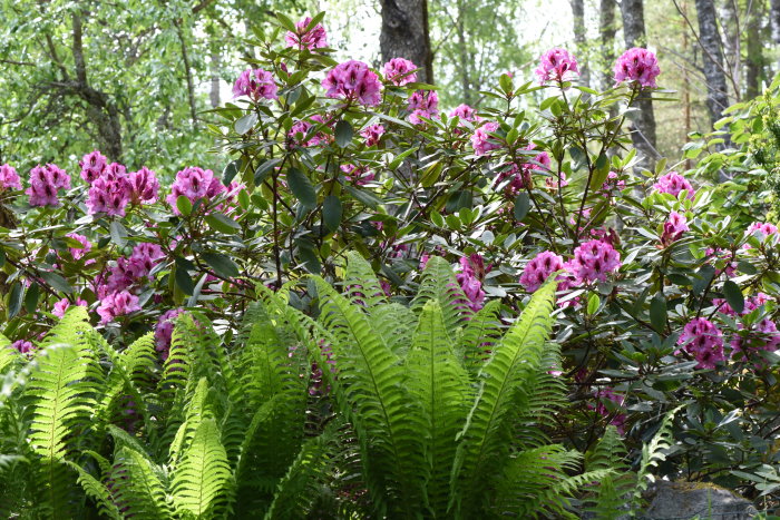 Rhododendronbuske med rosa blommor bakom gröna strutbräkenblad i en trädgårdsmiljö.