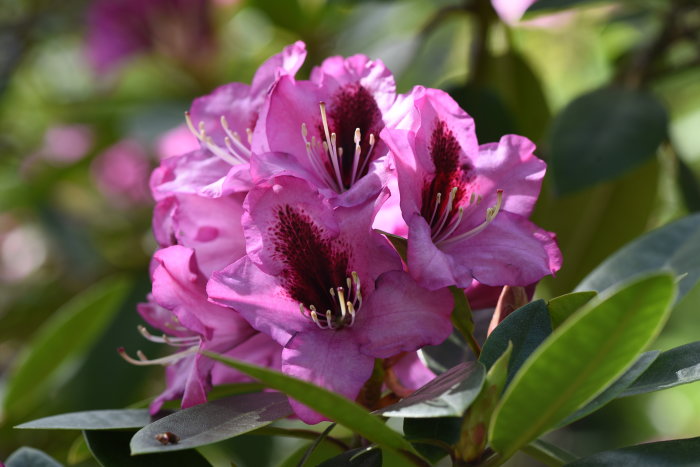 Närbild på lila Rhododendron 'Kokardia' blommor med mörka fläckar och gröna blad.