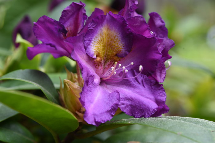 Närbild av lila Rhododendron 'Kokardia' blomma med vattendroppar på kronbladen.