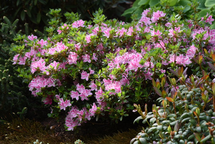 Blommande Rhododendron med rosa blommor och gröna blad, omgiven av växter med strutbräken i förgrunden.