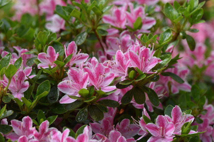 Närbild på blommande Rhododendron 'Kermesina Rose' med rosa blommor och gröna blad.