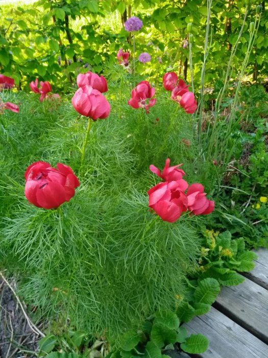 Röda valmuer som blommar i en trädgård med grönt bladverk och en träplanka i förgrunden.