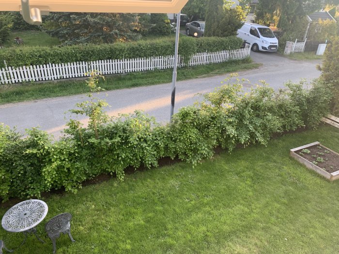 Ojämnt växande häck vid vit staket längs gata, trädgårdsmöbler och planteringslåda.