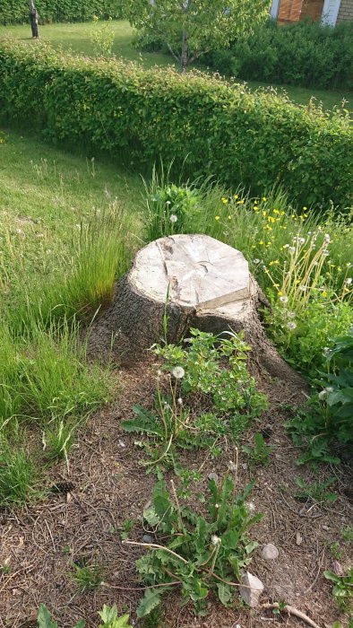 Stor trädstubbe på en gräsmark som övervägs användas som grund för en redskapsbod.