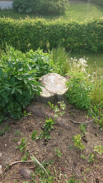 En trädstubbe på en gård som övervägs att användas som plint för en redskapsbod.