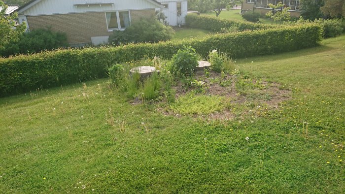 Grön gräsmatta med två stora trädstubbar och hus i bakgrunden, potentiella plintar för redskapsbod.