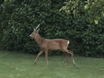 Rådjursbock vid kanten av en trädgård nära en häck.