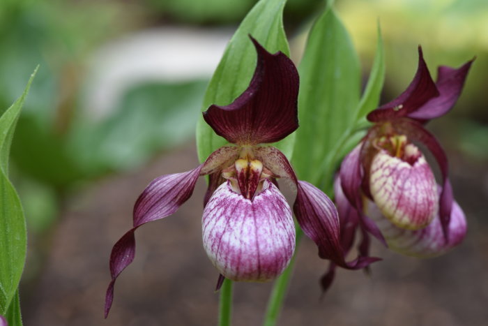 Två blommor av hybriden Cypripedium 'Gisela' med stora maroon och vita stripade 'skor' och böjda purpurfärgade kronblad.