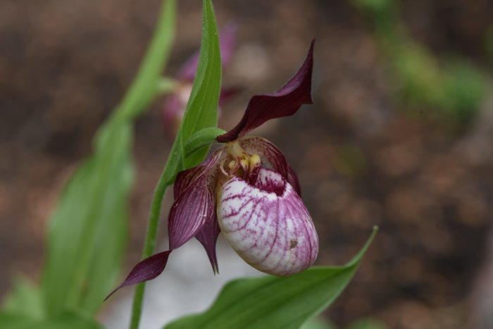 Närbild av en Cypripedium 'Gisela' guckusko, en orkidé med en stor, skoliknande, randig läpp och spetsiga blad.