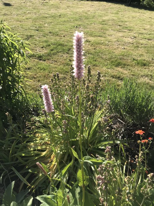 Ljusrosa fluffiga blommor som liknar timotej i en trädgård med grönt gräs i bakgrunden.