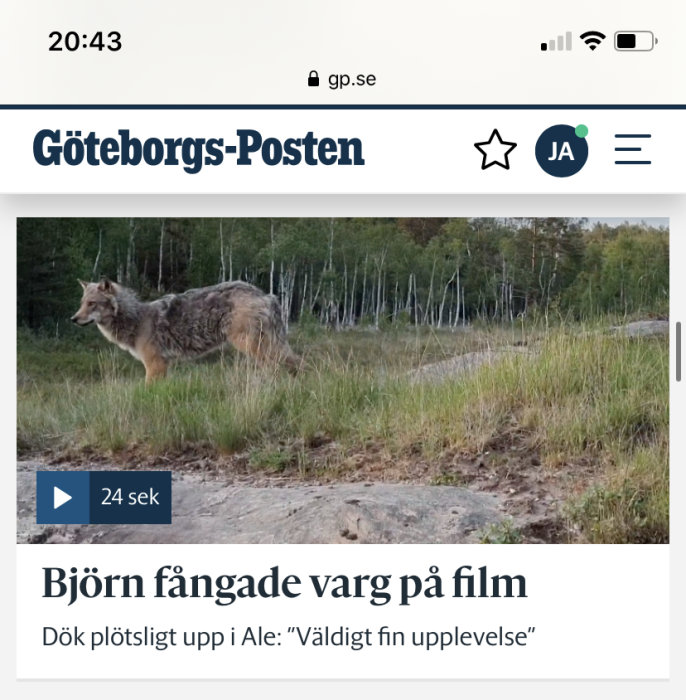 En varg som promenerar i en skogsglänta fångad på bild från en artikel.