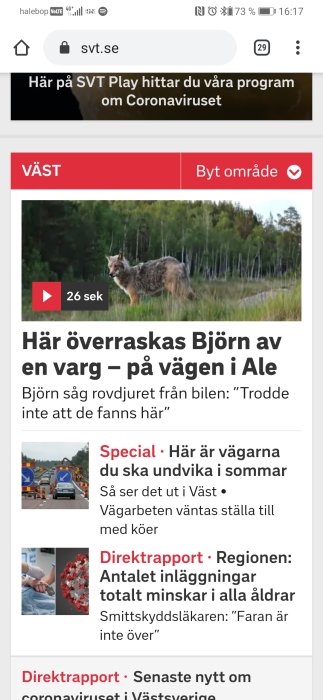 En varg står på en vägkant med skog i bakgrunden.