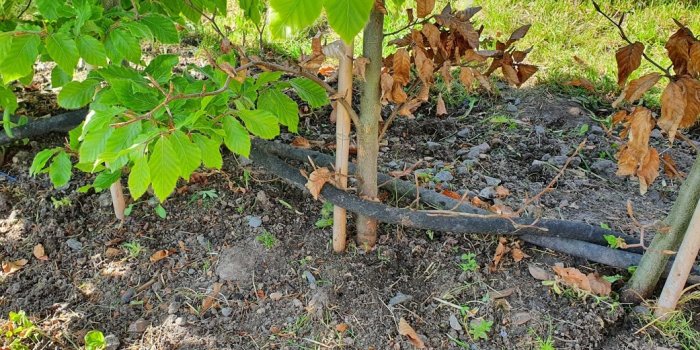 Bokhäck med blandning av friska gröna blad och vissna bruna blad vid jord med droppslang.
