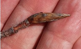 Närbild på en hand som håller en torr, oöppnad knopp från en bokhäck.