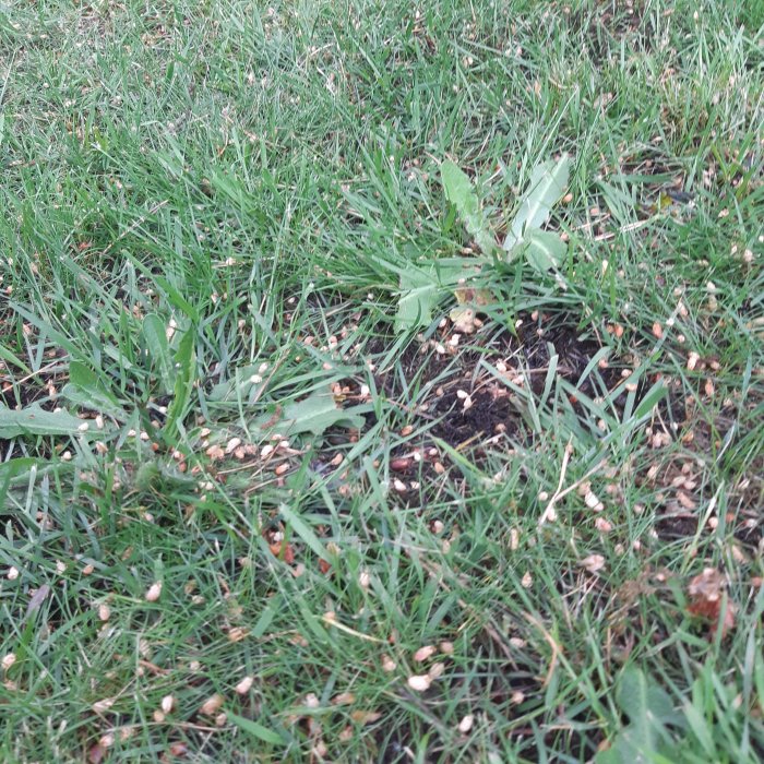 Gräsmatta med svart mossa och frön efter behandling med ferrogent.