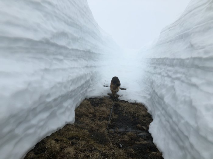 Hund i en snöig passage med väggar av hög snö på varje sida.