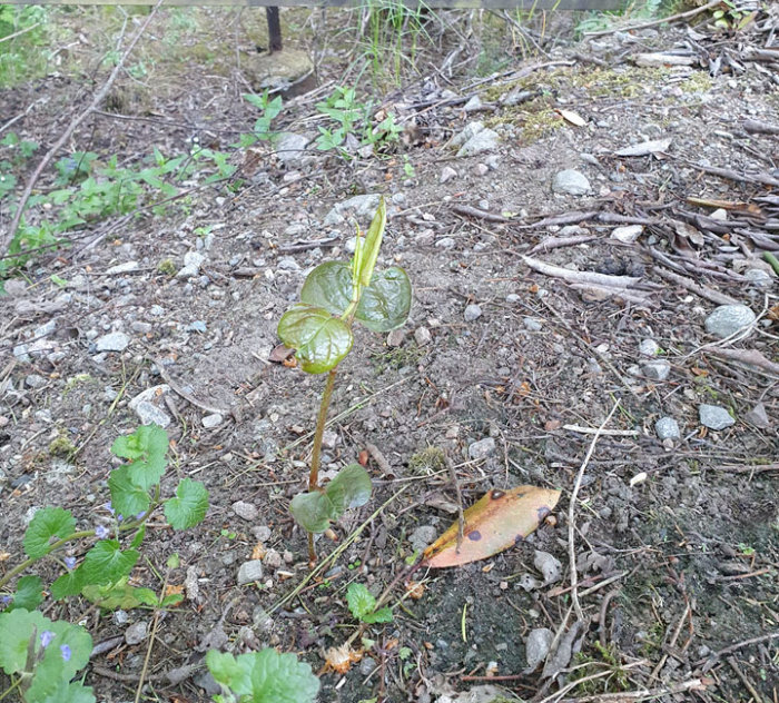 Ungt parkslideskott med röda och gröna blad som växer i en trädgård bland stenar och löv.