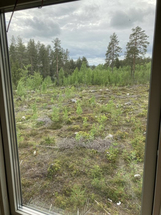 Utsikt genom ett fönster på en skog med tallar och gröna buskar från ett loft.