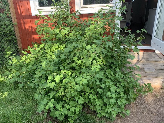 Stor buske med gröna blad nära en röd husvägg och träveranda, föreslagen för trädgårdstävling.