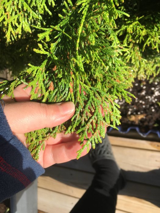 Hand håller en gren av en Thuja Smaragd som visar tecken på att vara brunmelerad med gröna och bruna partier.