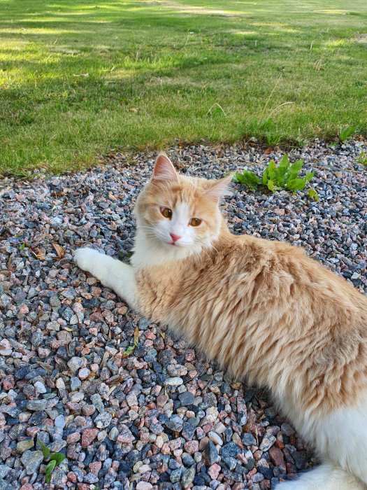 Fluffig röd och vit katt som ligger på grus med gräsmatta i bakgrunden.