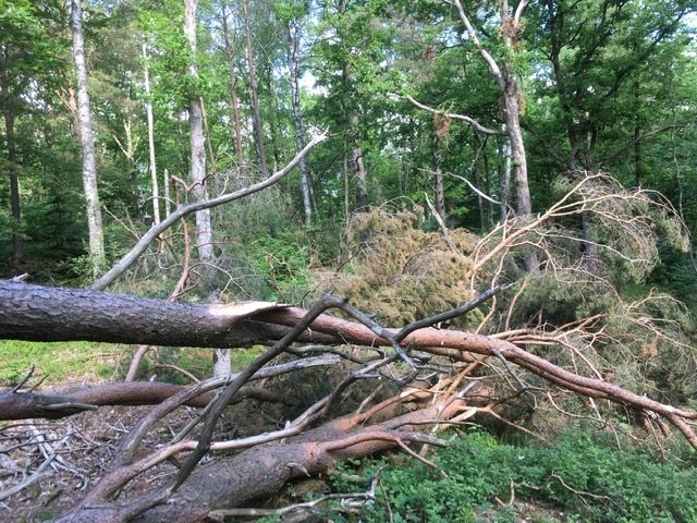 Omfallen tall med brutna grenar på skogsmark som kan vara lämplig för ved.