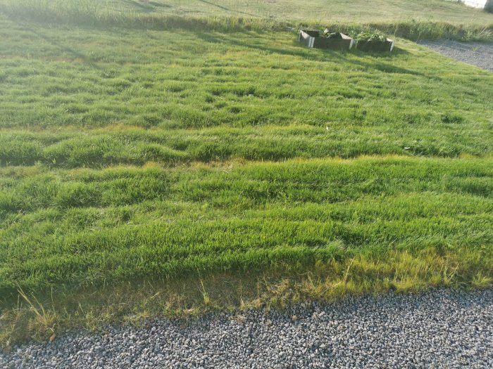 Nyklippt gräsmatta med ojämna linjer och tecken på gödselbränning langs en grusgång.