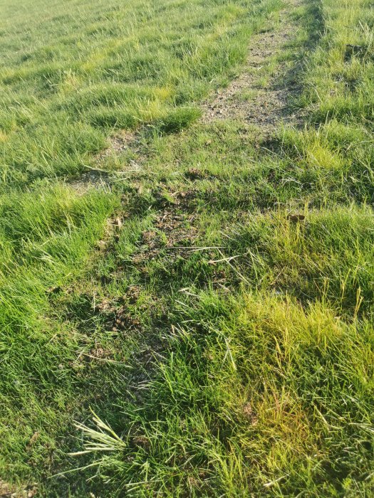 Nyklippt gräs med synliga linjer från gödsel och områden med högre gräs.